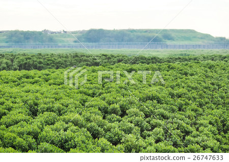 mangrove forest 26747633