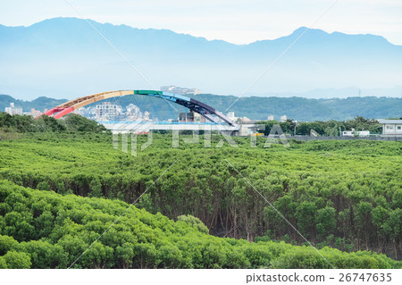 mangrove forest 26747635