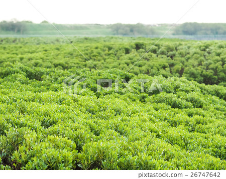 mangrove forest 26747642
