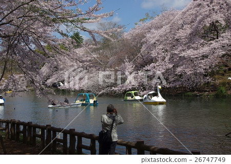 Inokashira Spring 26747749