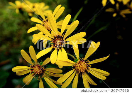 Natural plant bamboo shoots, plenty of vivid yellow flowers bloom at the time when flowers are reduced 26747956