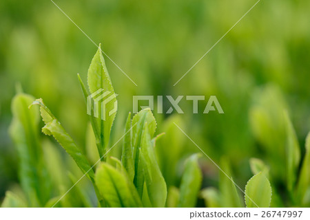 溫和的茶葉 26747997