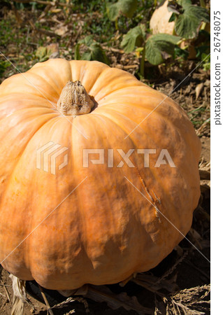 A big pumpkin 26748075