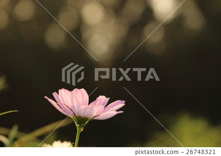 Cosmos (sensation) Part. Cosmos flower 26748321