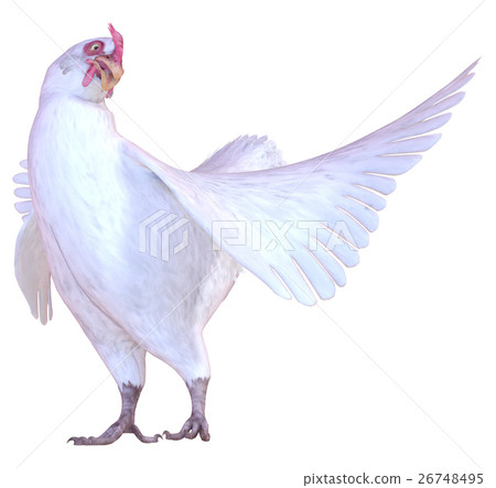 雞 雞 26748495