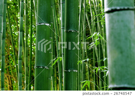 bamboo bamboo 26748547