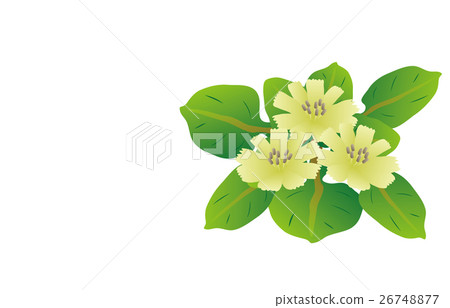 春天七草藥佛的種子 春天七草藥佛的種子 26748877