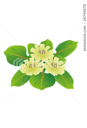 Spring seven herbs Buddha's Seed Spring seven herbs Buddha's Seed 26748879