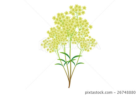 秋天的七種草藥 秋天的七種草藥 26748880