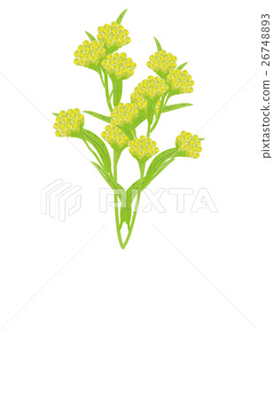 春季七種草藥形式 26748893