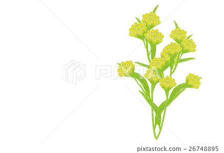 Spring seven herbal forms Spring seven herbal forms 26748895