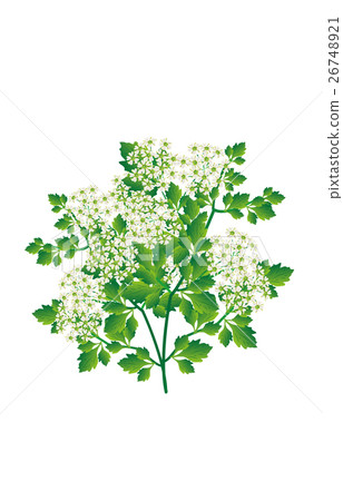 春天的Nanakusa血清 26748921