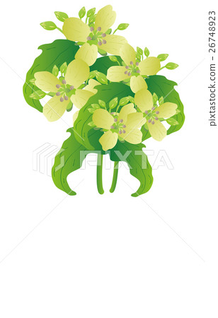 Spring seven herbs 26748923