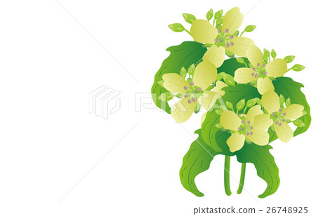 Spring seven herbs 26748925