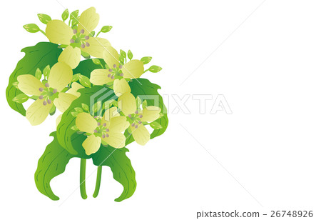 Spring seven herbs 26748926