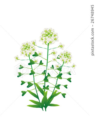 春天七草藥 春天七草藥 26748945