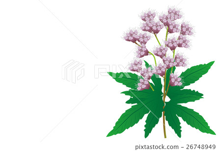 Autumn Nanakusa Fujikama 26748949