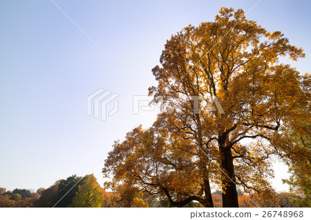 A yellow leafy tree 26748968