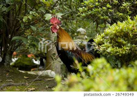 Chicken New Year's cards 26749349