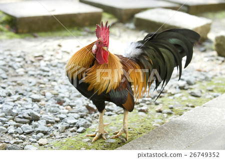 Chicken New Year's cards Chicken New Year's cards 26749352