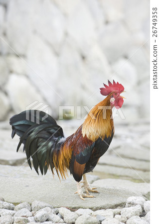 雞新年賀卡 26749358