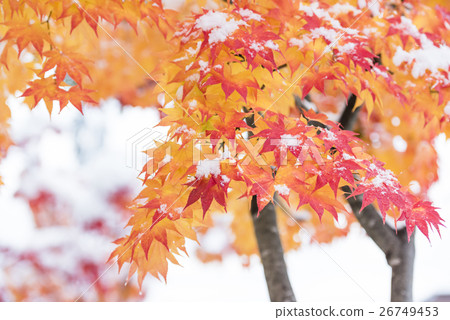 秋葉和第一場雪（高調） 26749453