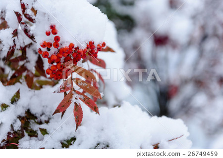 Nanakamado和第一場雪 26749459