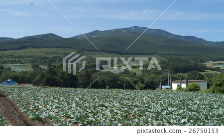 在群馬縣的Tsumagoi村的甘藍田 26750153