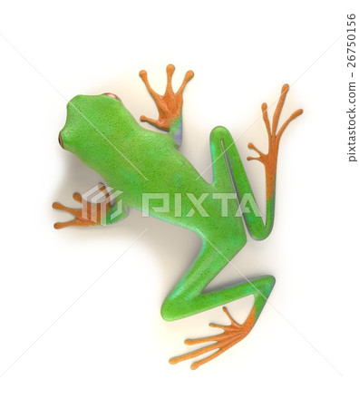 red eyed tree frog from tropical rainforest of 26750156