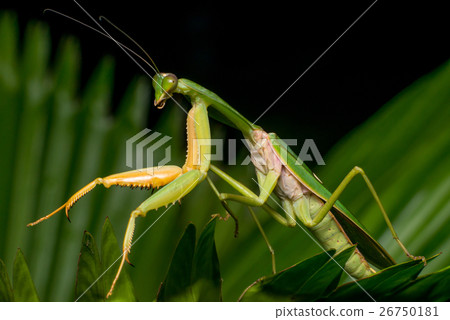 Giant Malaysian shield praying mantis (Rhombodera) 26750181