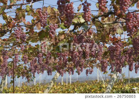 葡萄 26750803