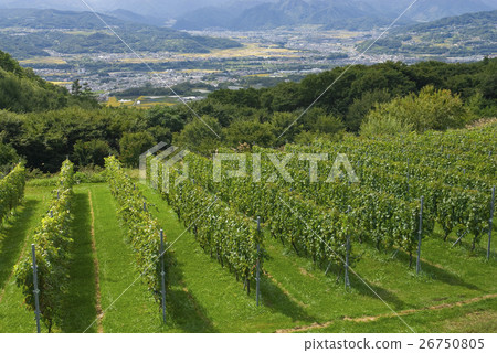 Vineyard 26750805