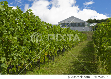 Vineyard Vineyard 26750806