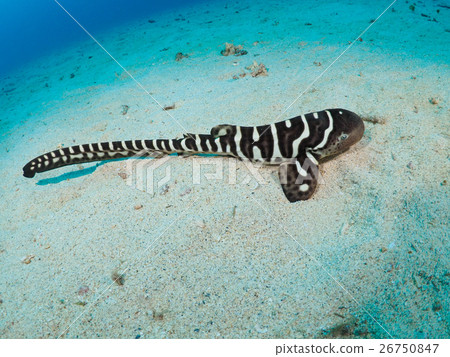 Trough shark's juvenile fish 26750847