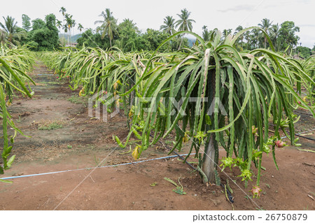 Dragon fruit,Pitaya on tree Dragon fruit,Pitaya on tree 26750879
