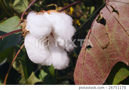秋天晴朗的棉花球在秋天 26751178