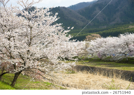Shimokashi under the Ayukawa embankment Cherry blossom trees Shimokashi under the Ayukawa embankment Cherry blossom trees 26751940