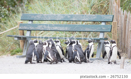 Group of African penguin (spheniscus demersus) Group of African penguin (spheniscus demersus) 26752130