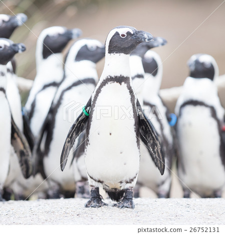 Group of African penguin (spheniscus demersus) Group of African penguin (spheniscus demersus) 26752131