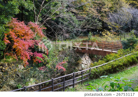 Autumn Masakarigafuchi Citizen's Forest Autumn leaves, bridges and forest scenery 26753117
