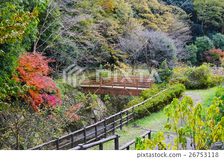 Autumn Masakarigafuchi Citizen's Forest Autumn leaves, bridges and forest scenery 26753118