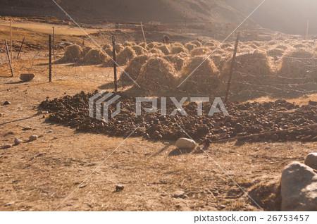 hay stacks and dungs in Tsomoriri, Ladakh hay stacks and dungs in Tsomoriri, Ladakh 26753457
