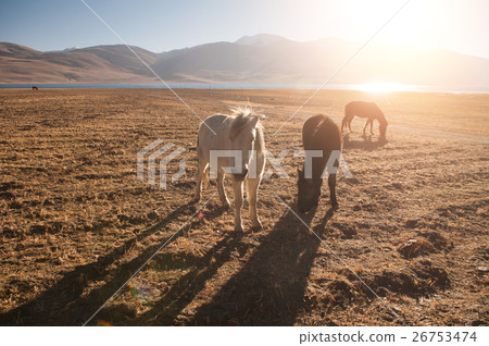 horses grazing at tsomoriri ladakh horses grazing at tsomoriri ladakh 26753474