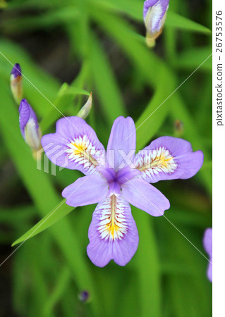 Flower stain (Azumiyama park) Flower stain (Azumiyama park) 26753576