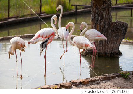 Beautiful pink big bird Greater Flamingo. Beautiful pink big bird Greater Flamingo. 26753834