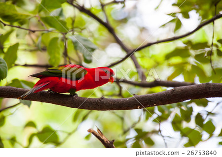 Chattering Lory, Colorful bird 26753840