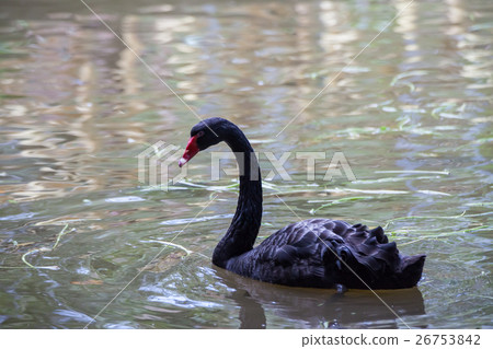 Black swan slowly floating on the canal. 26753842