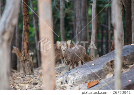 Asian Deer in the nature background. 26753941