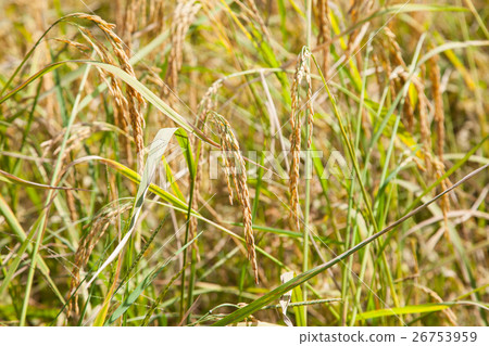 Thailand rice grains for the harvest. 26753959