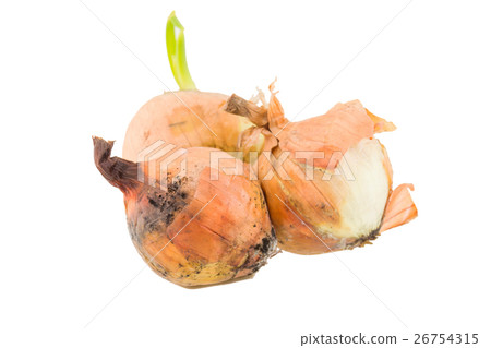 rotten onion isolated on white background rotten onion isolated on white background 26754315